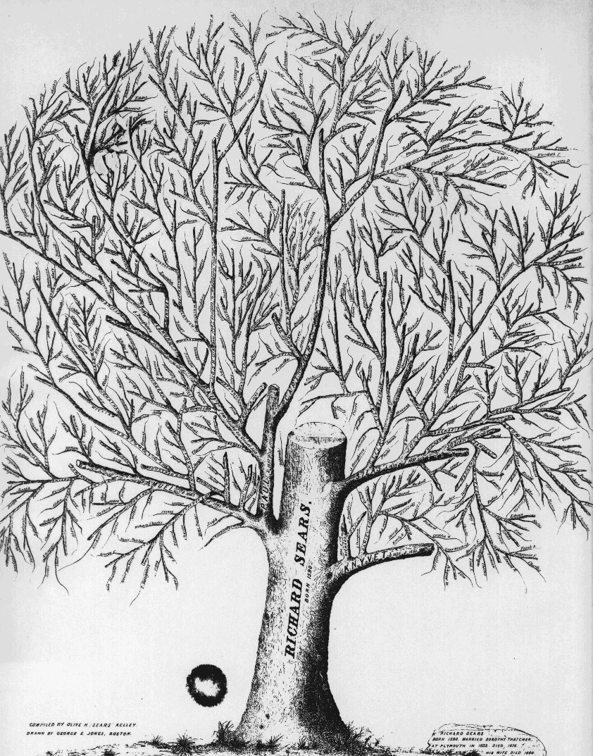 Ancient Sears Tree
